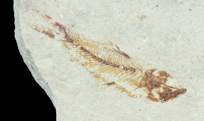 Bargain, Cretaceous Fossil Fish - Lebanon #70015